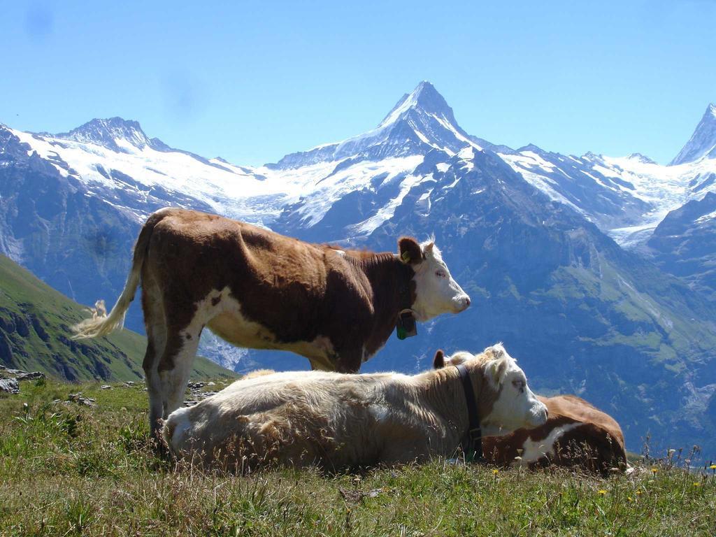 Beim See Grindelwald Extérieur photo